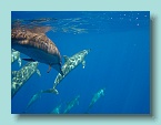 Dolphins_12